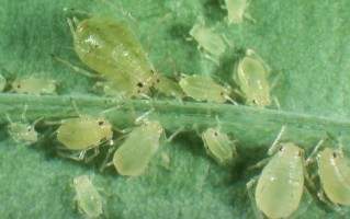 科技英语应用于日常的例子：轻松掌握生活场景中的专业术语