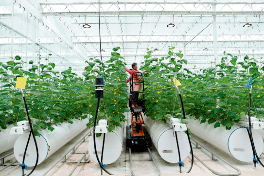 科技在农业生产中的应用:智能农业如何让种植更轻松高效-第1张图片-金科未来录 科技在农业生产中的应用:智能农业如何让种植更轻松高效-第1张图片-金科未来录