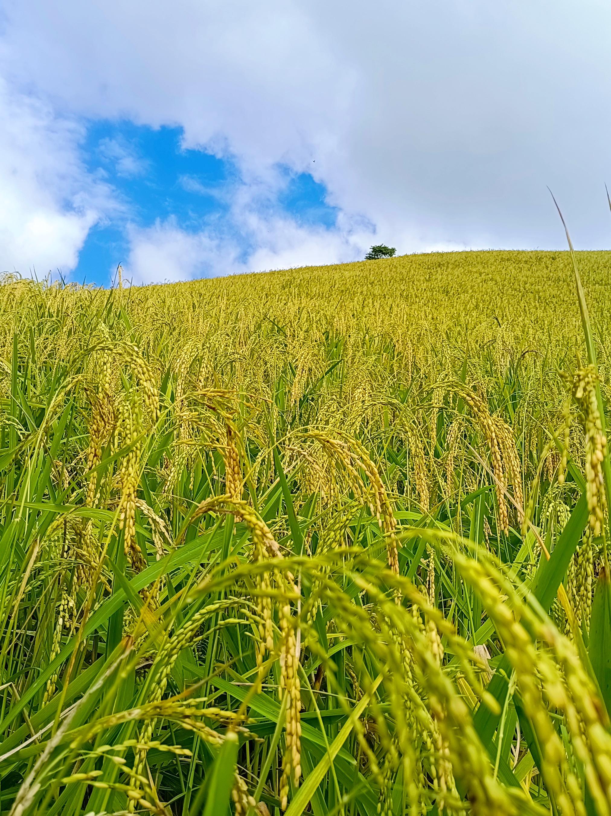 科技在农业上的应用:无人机、智能灌溉与机器人如何让农耕更高效省力-第2张图片-金科未来录 科技在农业上的应用:无人机、智能灌溉与机器人如何让农耕更高效省力-第2张图片-金科未来录