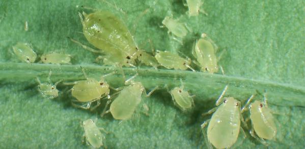 科技英语应用于日常的例子:轻松掌握生活场景中的专业术语-第1张图片-金科未来录 科技英语应用于日常的例子:轻松掌握生活场景中的专业术语-第1张图片-金科未来录